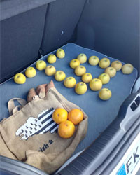 Teppich des Kofferraums Citroën C4 cactus